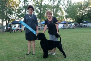 Allora Kennel Club Abwaj Our River Runs Deep Best Junior in Group